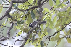 Poecile sclateri