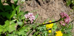 Valeriana acutiloba