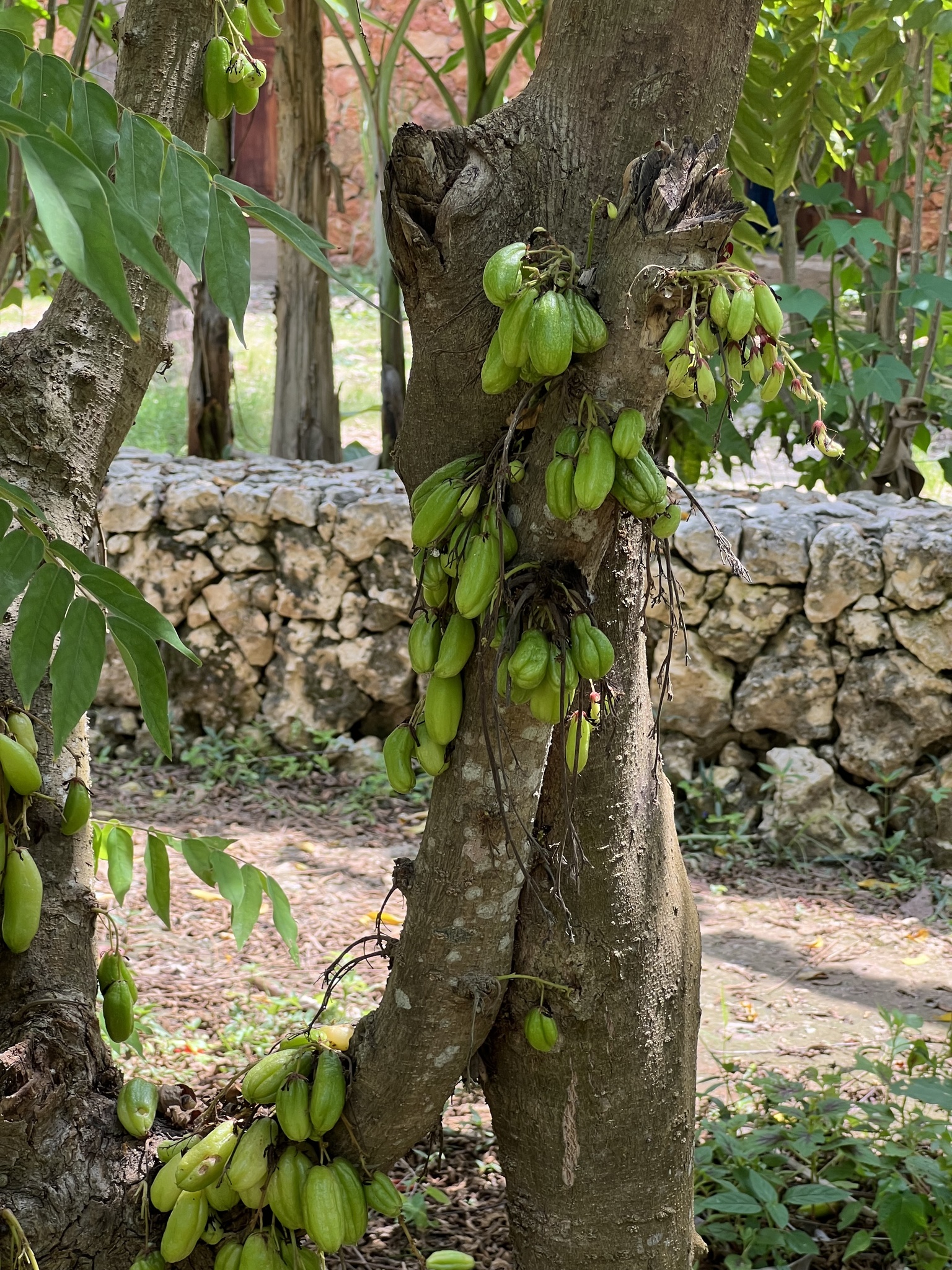 Imagem de Bilimbi
