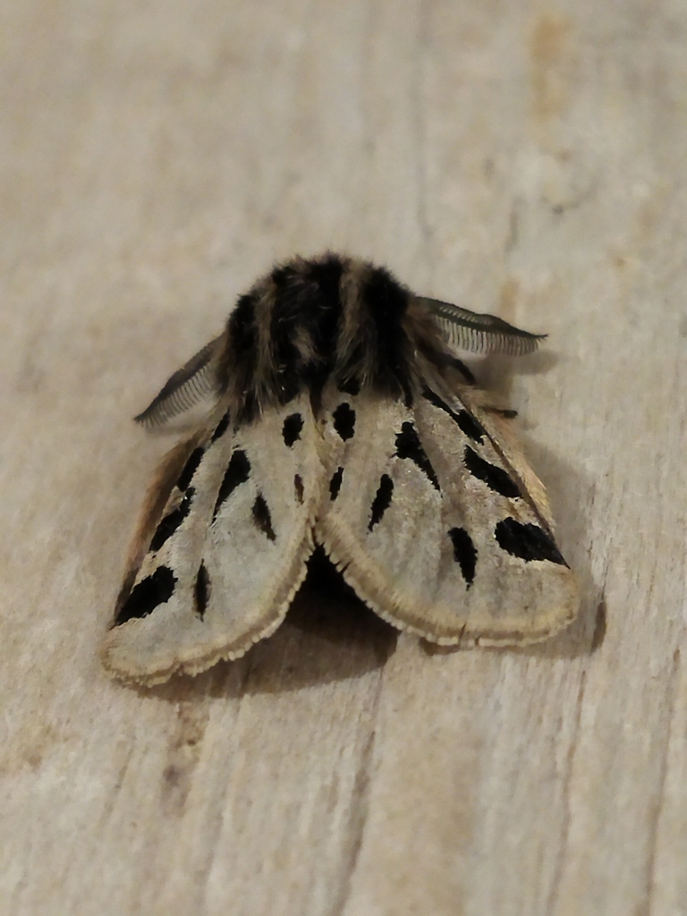 Ocnogyna parasita