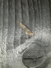 Eupithecia anticaria