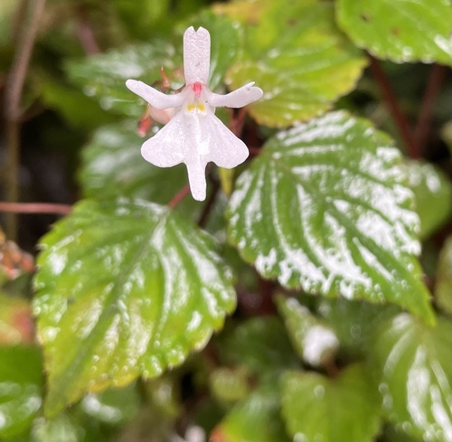 Impatiens bequaertii