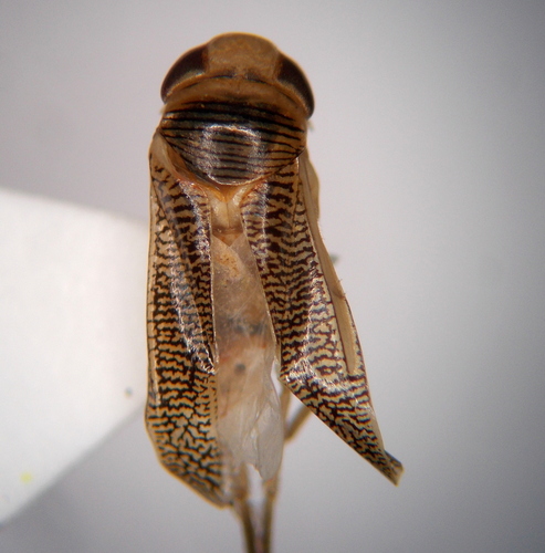Heliocorisa vermiculata