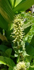 Veronica ritteriana