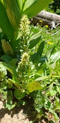 Veronica ritteriana