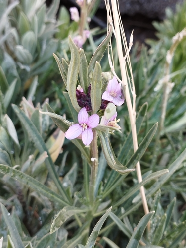 Image of Erysimum scoparium by (c) Juan Rodríguez, some rights reserved (CC BY)