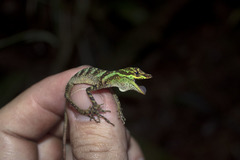 Anolis anoriensis