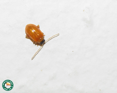 Parasyphraea