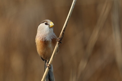 Reed Parrotbill photo 2