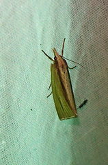 Epina alleni