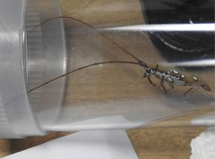 Olenecamptus bilobus