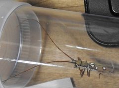 Olenecamptus bilobus