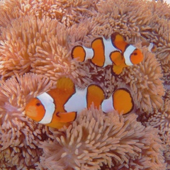 Amphiprion ocellaris