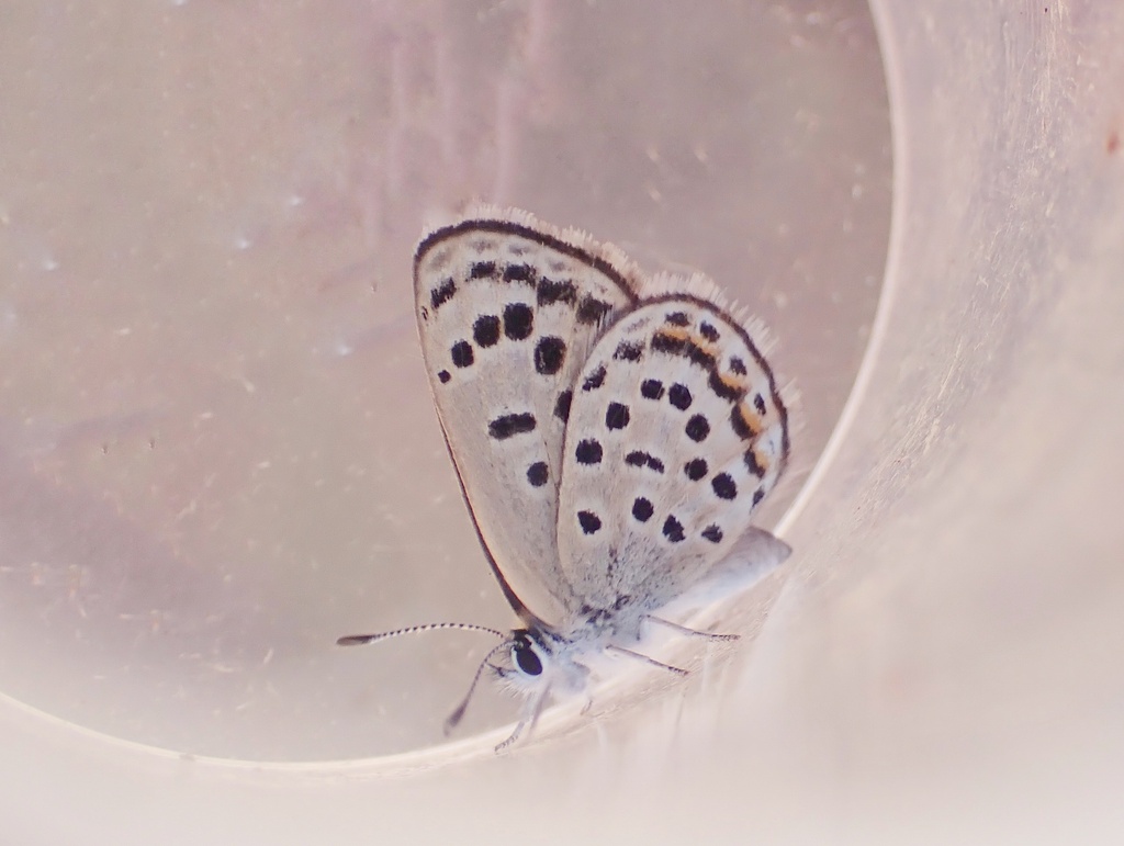 Sinai Baton Blue