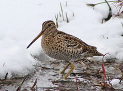 Great Snipe photo 3