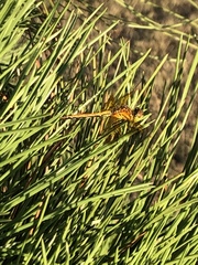 Sympetrum semicinctum
