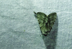 Catocala sordida