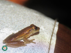 Dendropsophus nanus