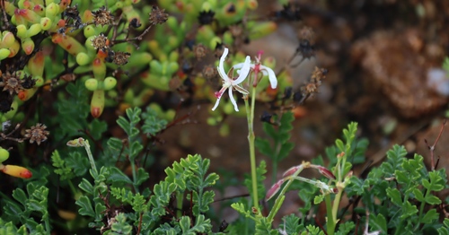 Image of Succulent Storksbill (Pelargonium dasyphyllum) by (c) Tony Rebelo, some rights reserved (CC BY-SA)