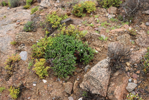 Pelargonium dasyphyllum, photograph 5