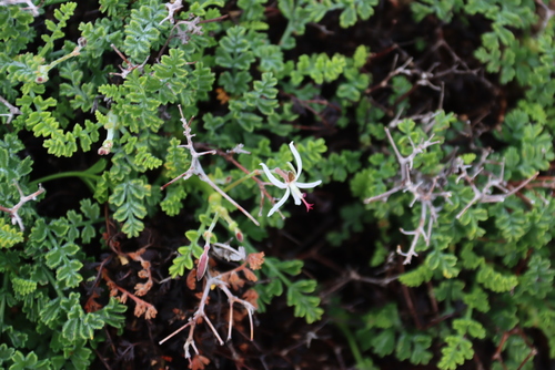 Image of Succulent Storksbill (Pelargonium dasyphyllum) by (c) Tony Rebelo, some rights reserved (CC BY-SA)