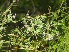 Vicia ludoviciana