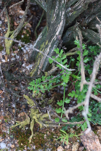 Pelargonium dasyphyllum, photograph 2