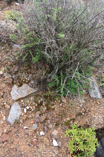Pelargonium dasyphyllum, photograph 3