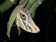Caligo teucer insulanus