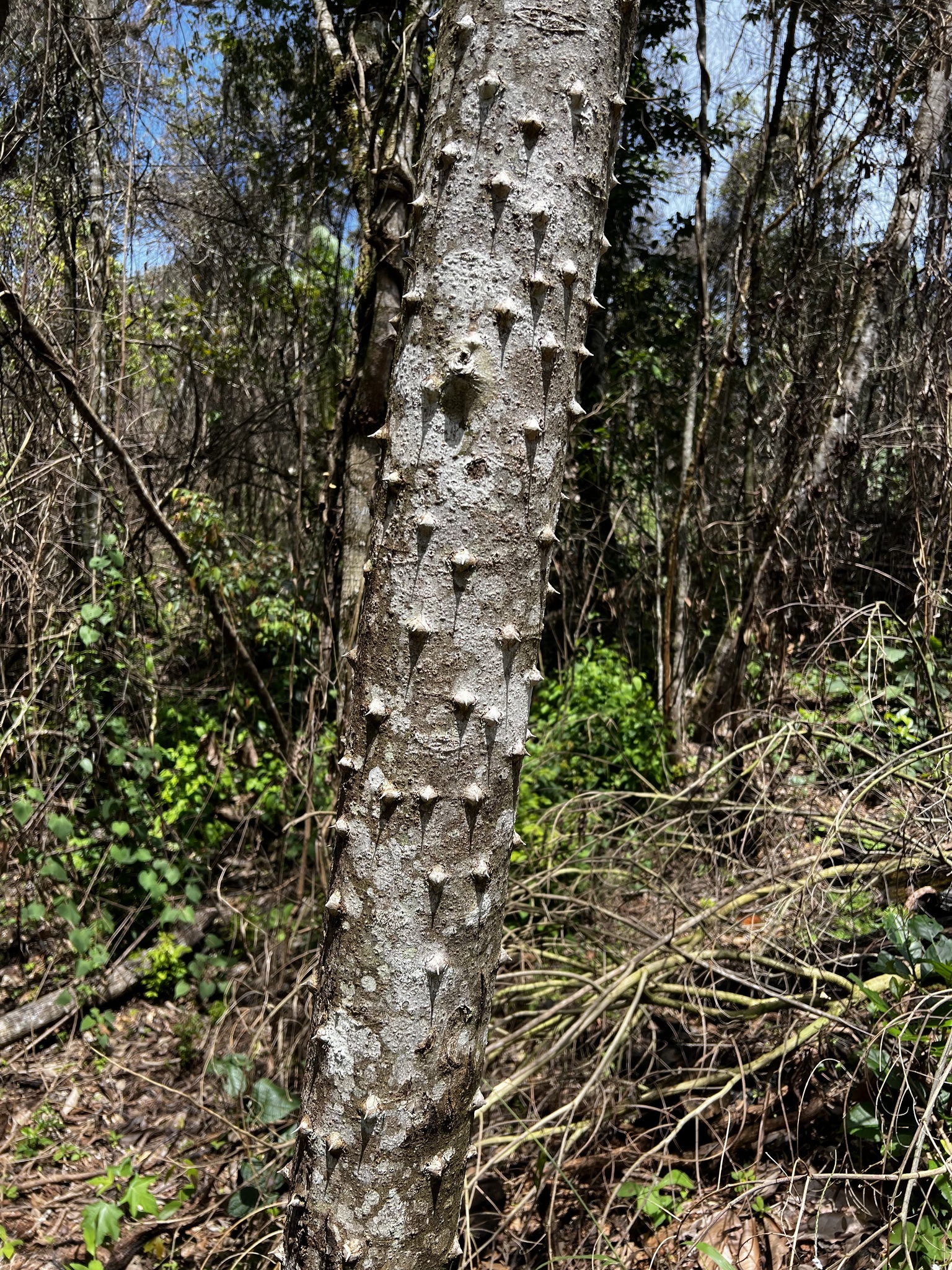 Imagem de Mamica-de-porca