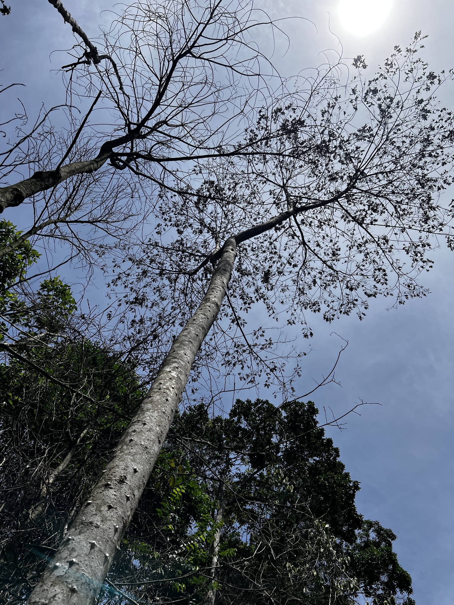 Imagem de Mamica-de-porca