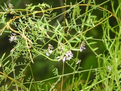 Vicia ludoviciana