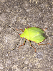 Chlorocoris distinctus