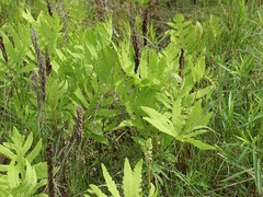 Onoclea sensibilis