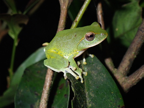 Stuart's Shrub Frog, Pseudophilautus stuarti