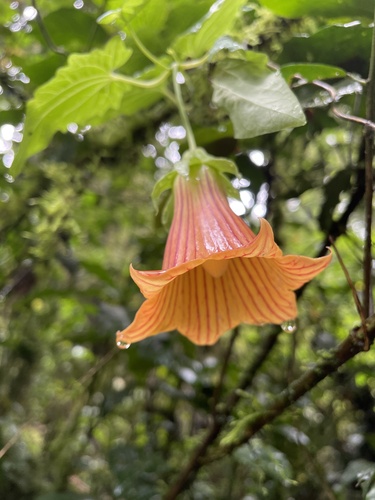 Canarina eminii