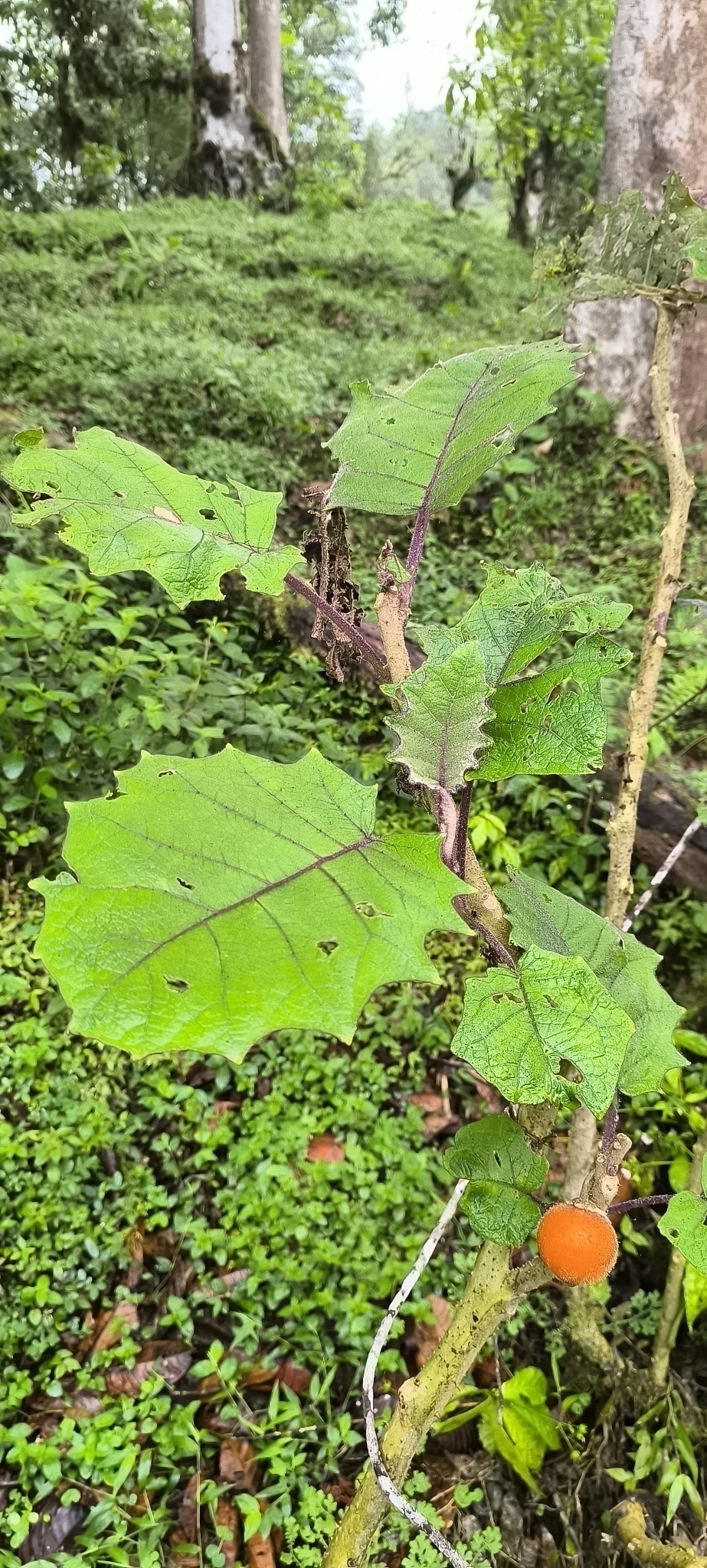 Imagem de Naranjilla
