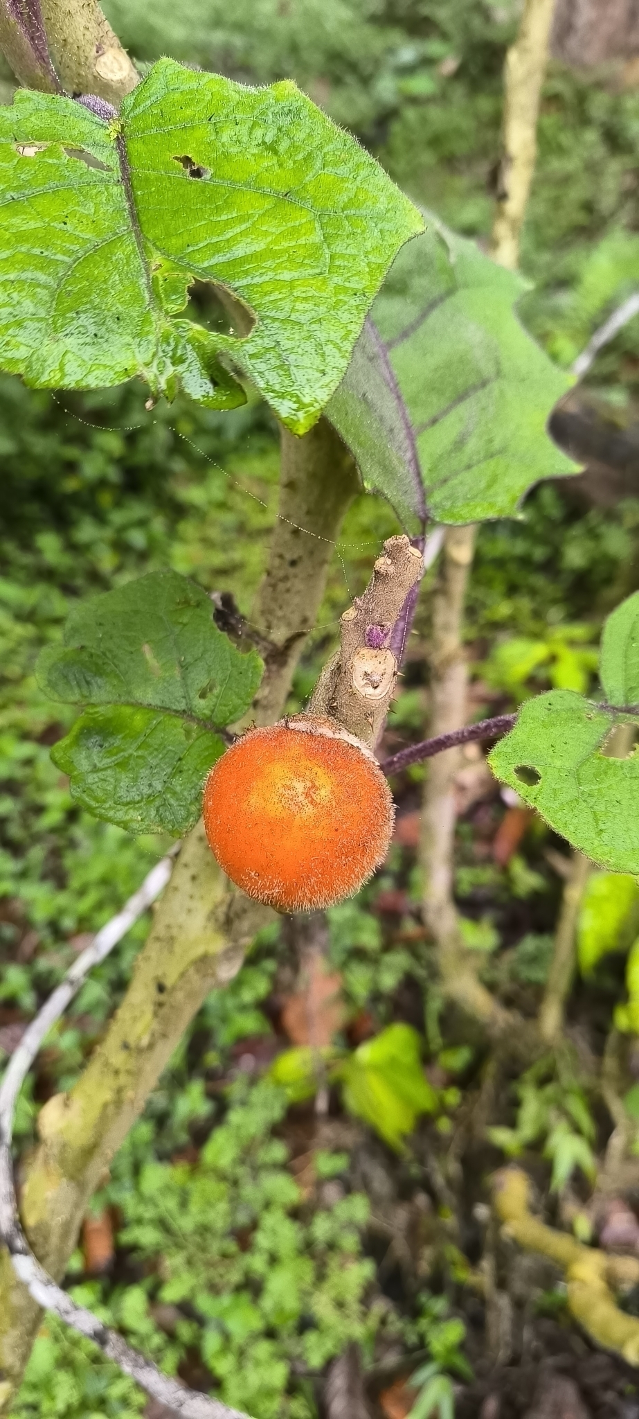 Imagem de Naranjilla