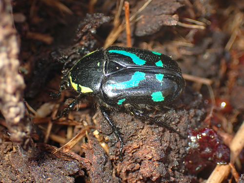 Ischiopsopha lucivorax · iNaturalist