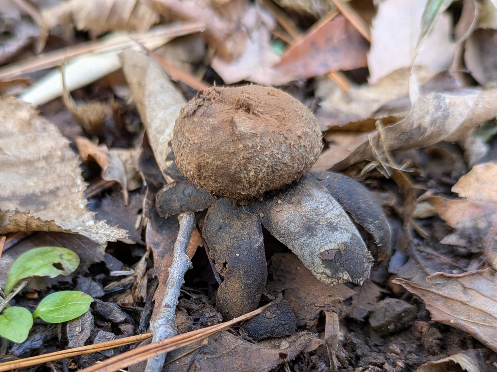 Astraeus hygrometricus · January 2025 · photo: © timur_kalininsky (iNaturalist, cc-by)