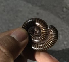 Orthoporus texicolens