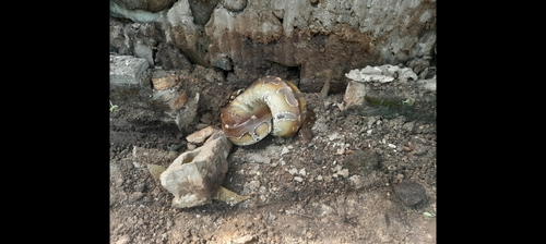Python breitensteini