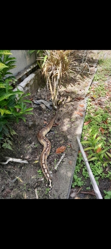 Python breitensteini