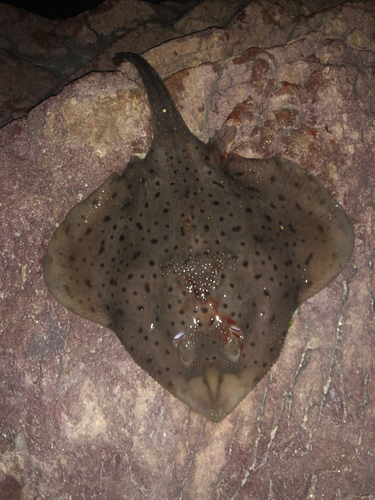 Little Skate, photo 6 of 8