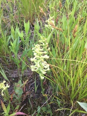 Platanthera clavellata image