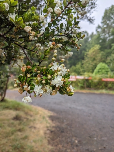Luma apiculata