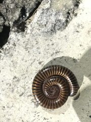 Orthoporus texicolens