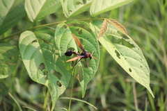 Delta pyriforme circinale