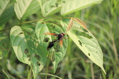 Delta pyriforme circinale