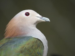 Ducula forsteni